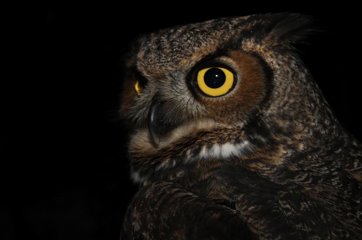 Great Horned Owl - ML74050291