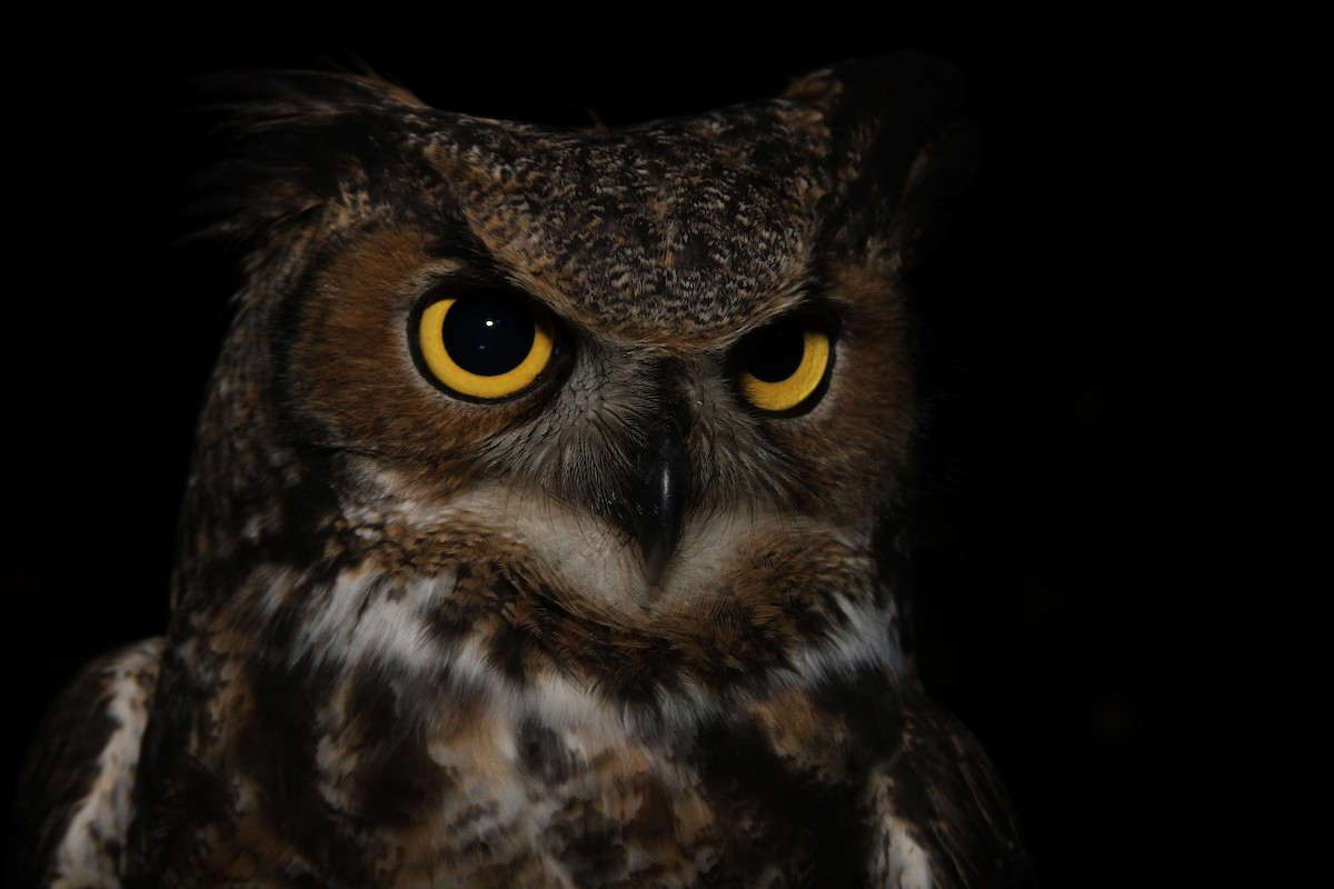 Great Horned Owl - ML74050451