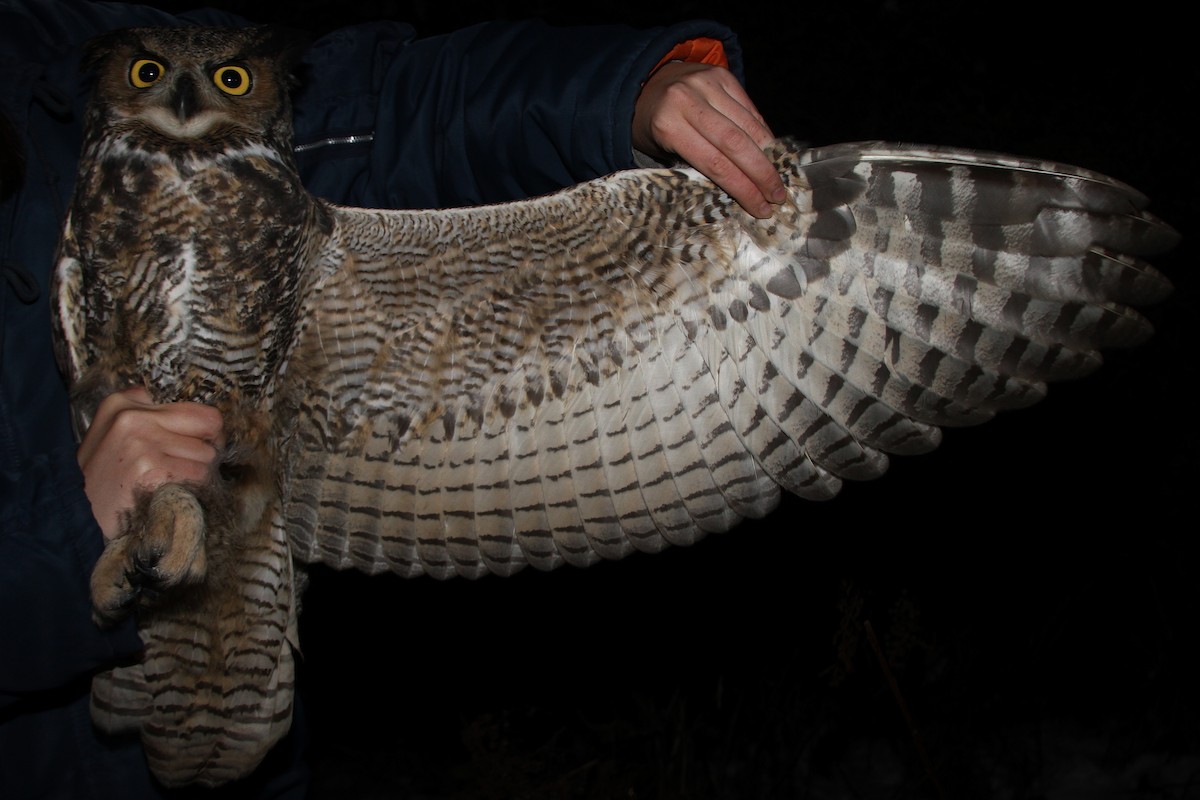 Great Horned Owl - ML74050481