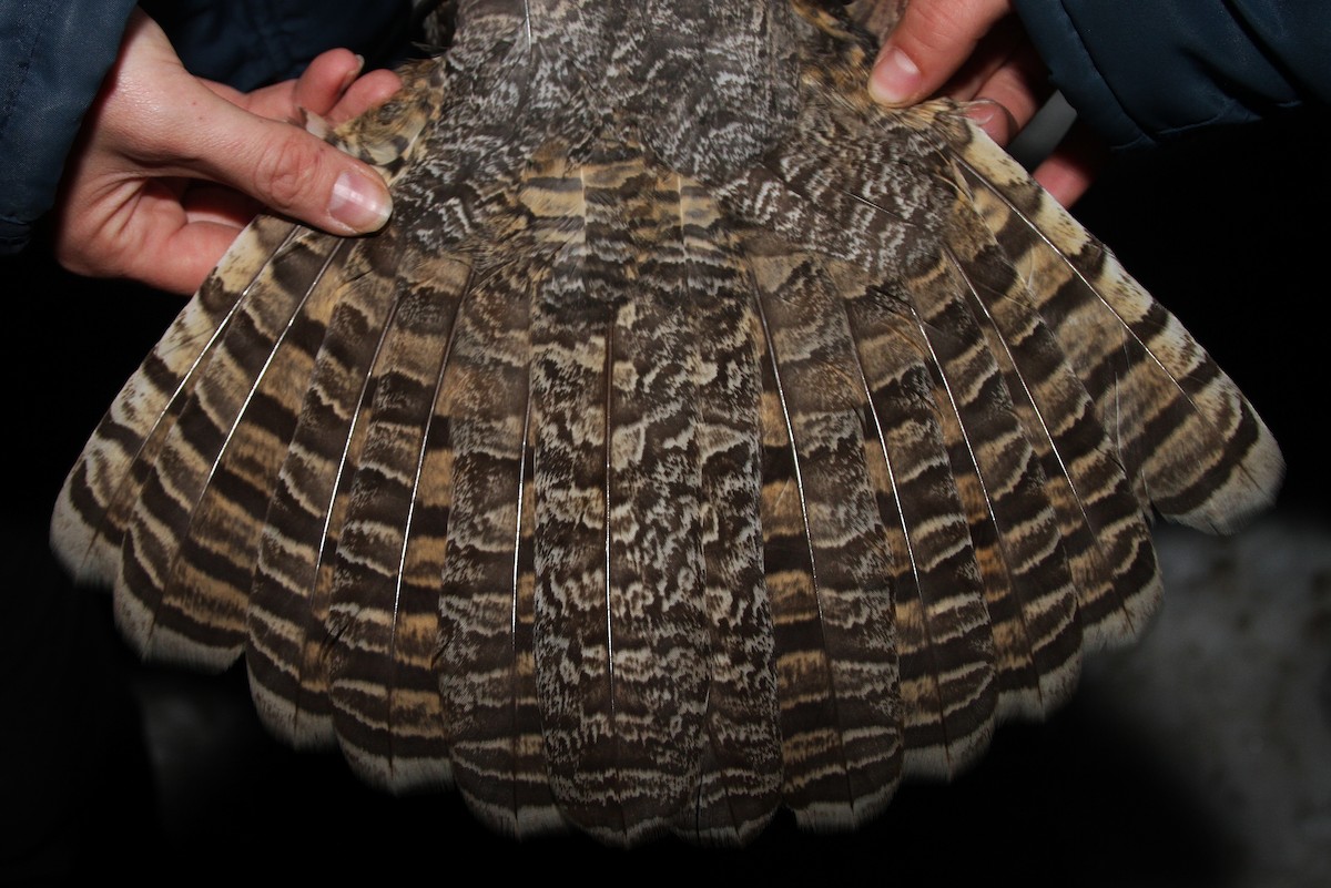 Great Horned Owl - ML74050511