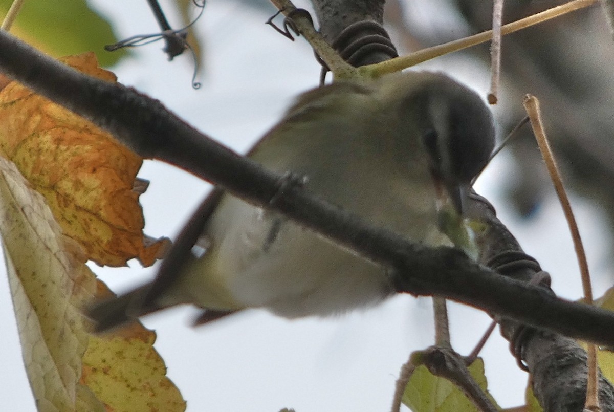 Red-eyed Vireo - Mary  McMahon
