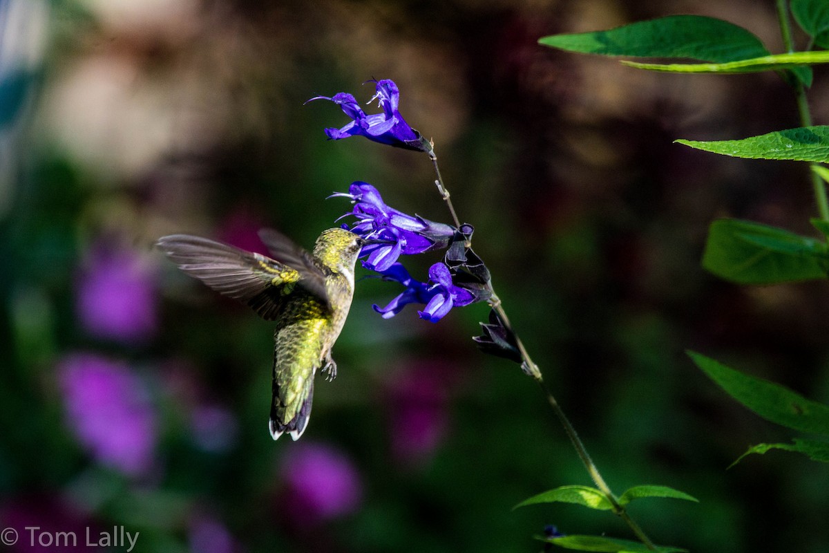 Ruby-throated Hummingbird - Tom Lally