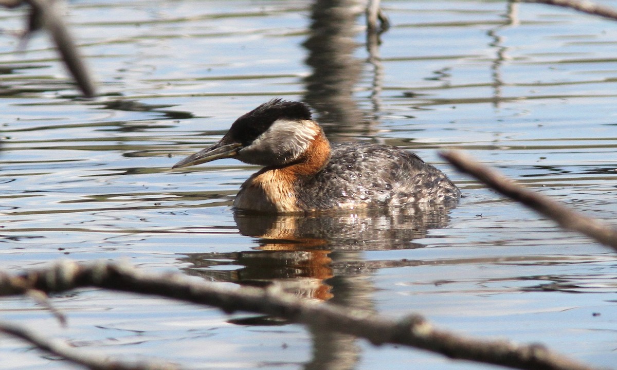 Red-necked Grebe - ML74062341