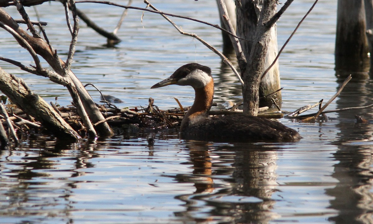 Red-necked Grebe - ML74062351