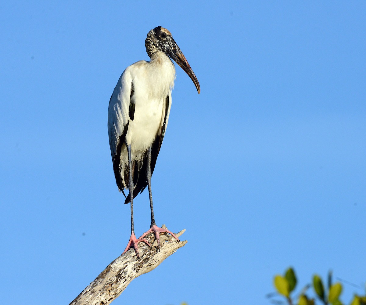 Wood Stork - Charles Hundertmark