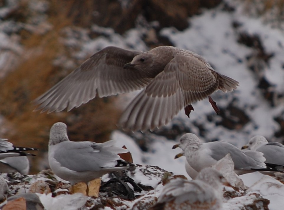 Iceland Gull (Thayer's) - ML74064531