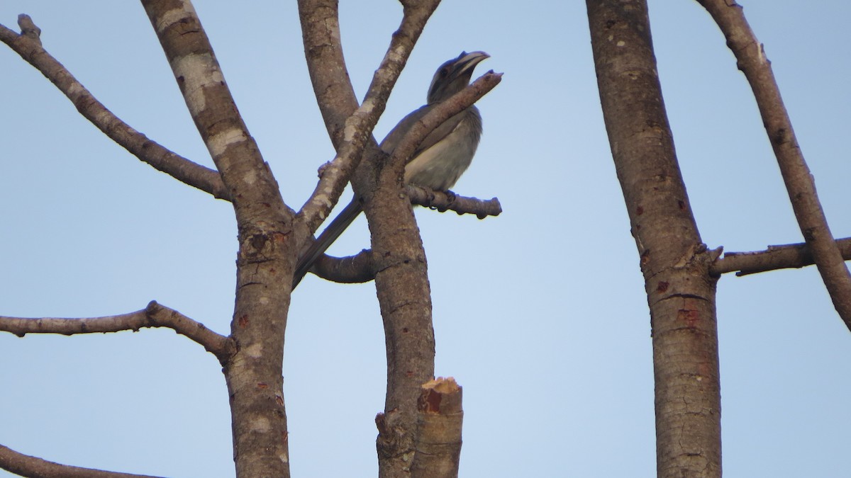 Indian Gray Hornbill - Chris Bowden