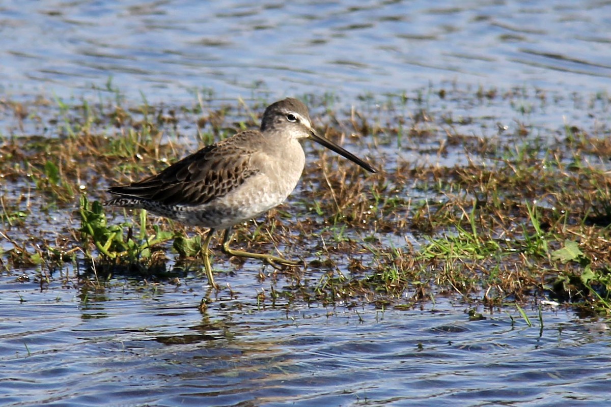 Long-billed Dowitcher - ML74066501