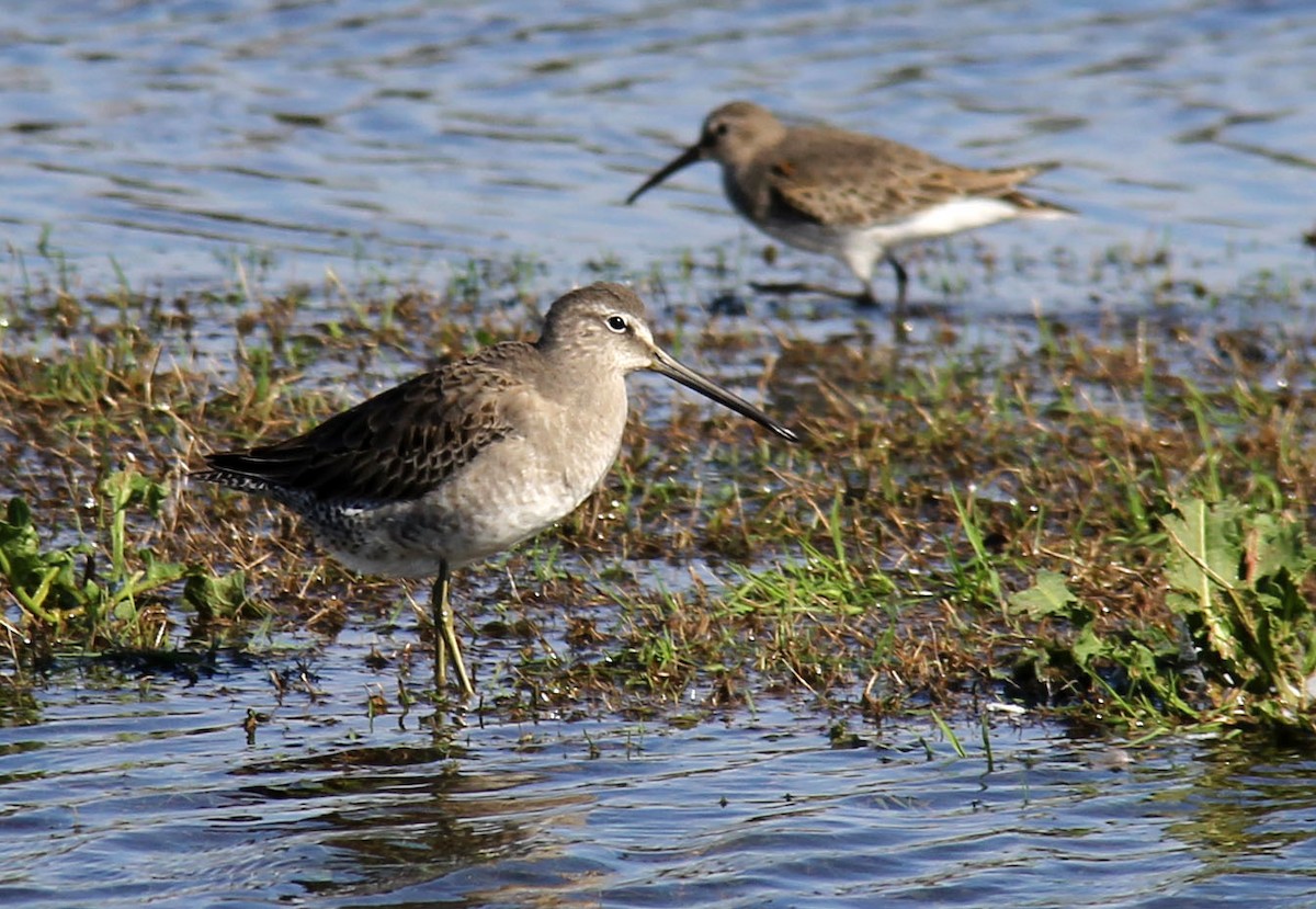 Long-billed Dowitcher - ML74066511