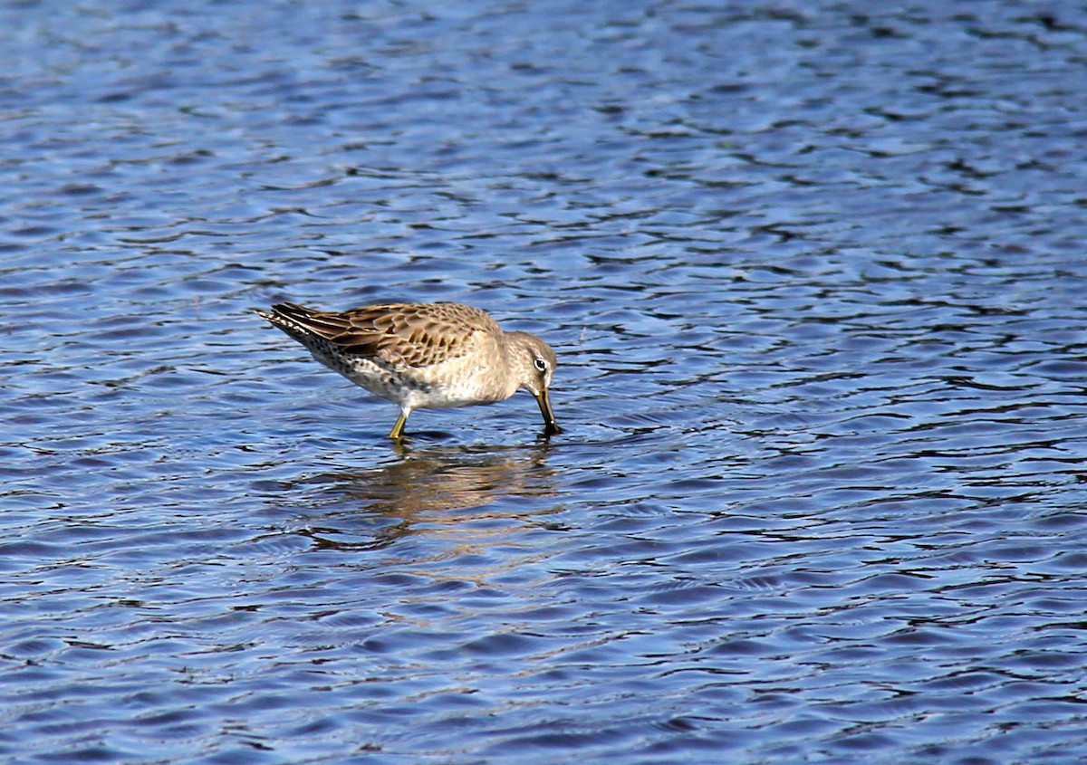 Long-billed Dowitcher - ML74066551