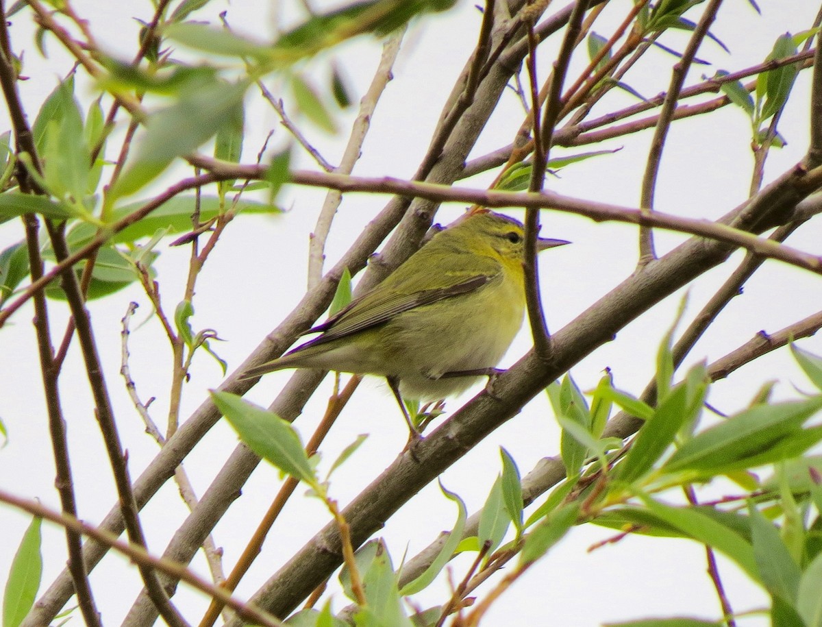 Tennessee Warbler - Petra Clayton