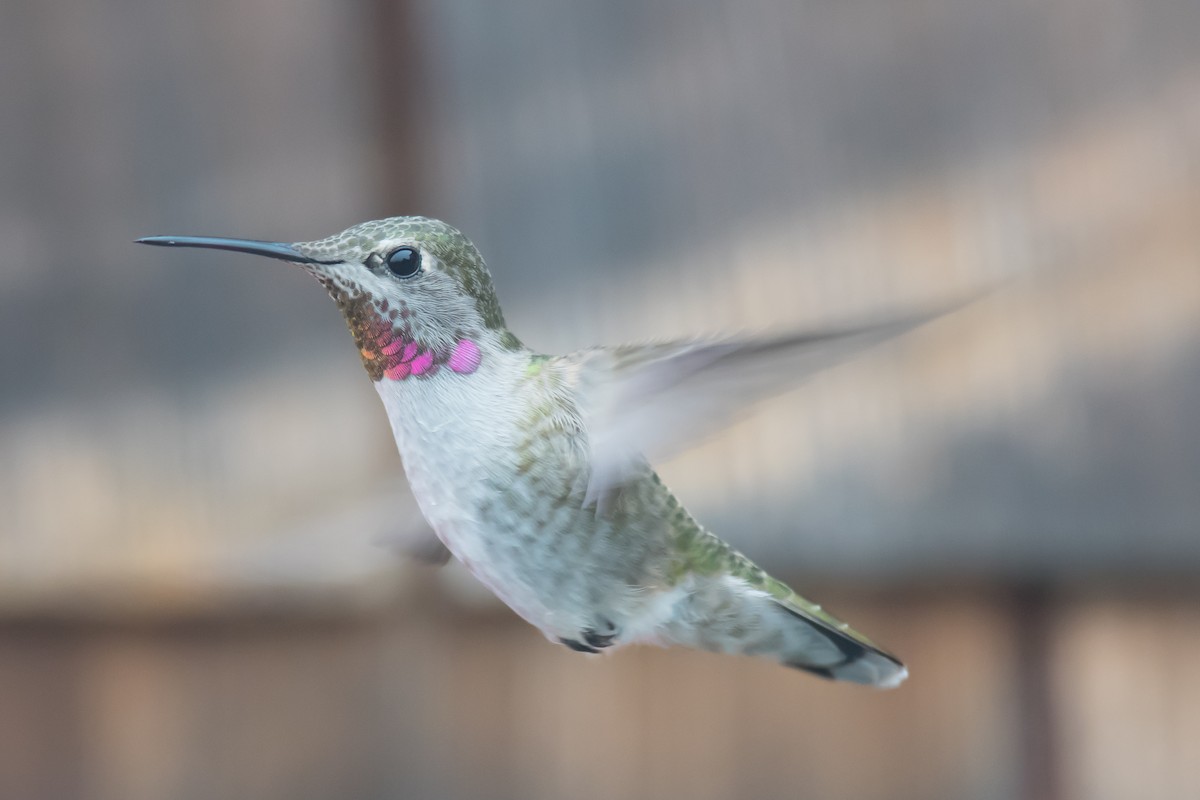 Anna's Hummingbird - ML74066971