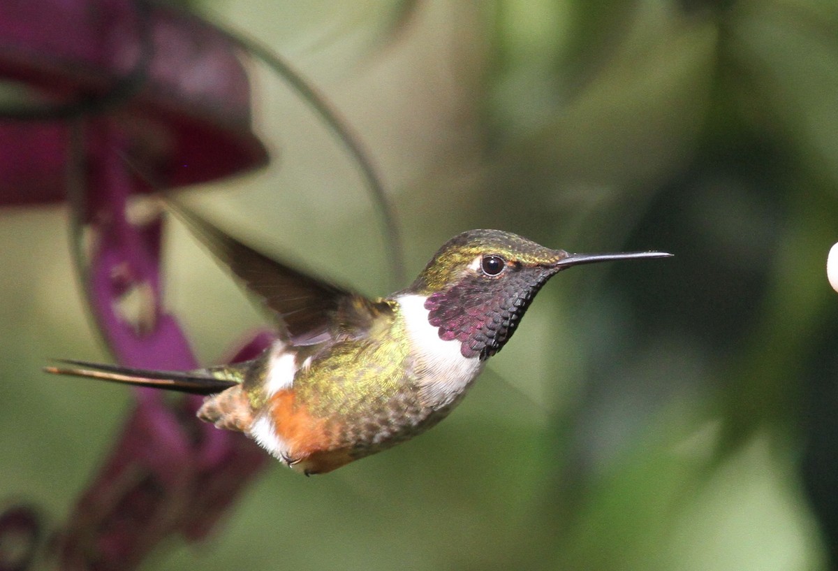 Magenta-throated Woodstar - Georges Duriaux