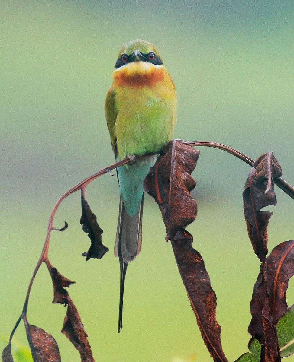 Blue-tailed Bee-eater - ML74071961