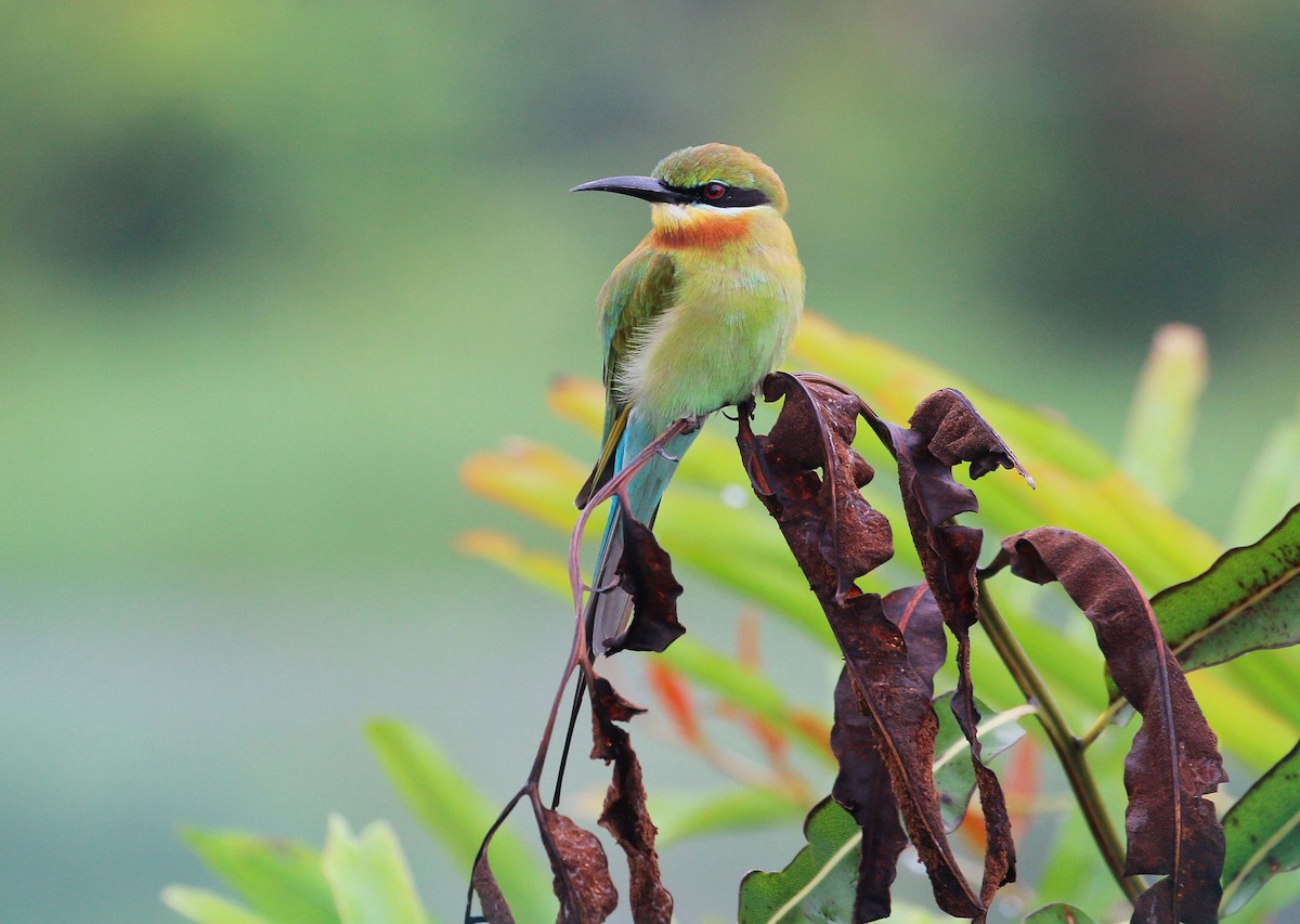 Blue-tailed Bee-eater - ML74071971