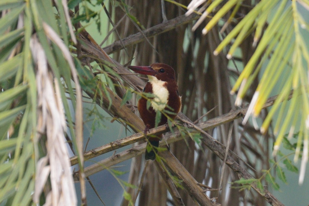 White-throated Kingfisher - Snehasis Sinha