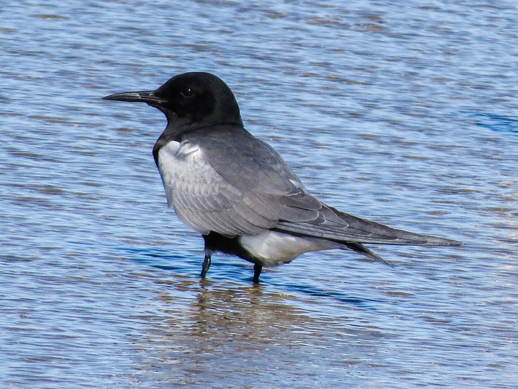 Black Tern - Raphael Kurz -  Aves do Sul