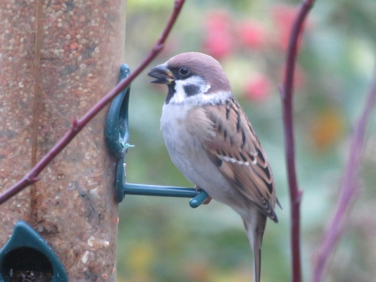 Eurasian Tree Sparrow - Carter Dorscht