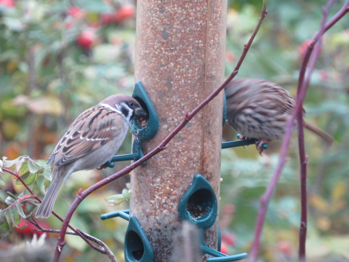 Eurasian Tree Sparrow - ML74084251