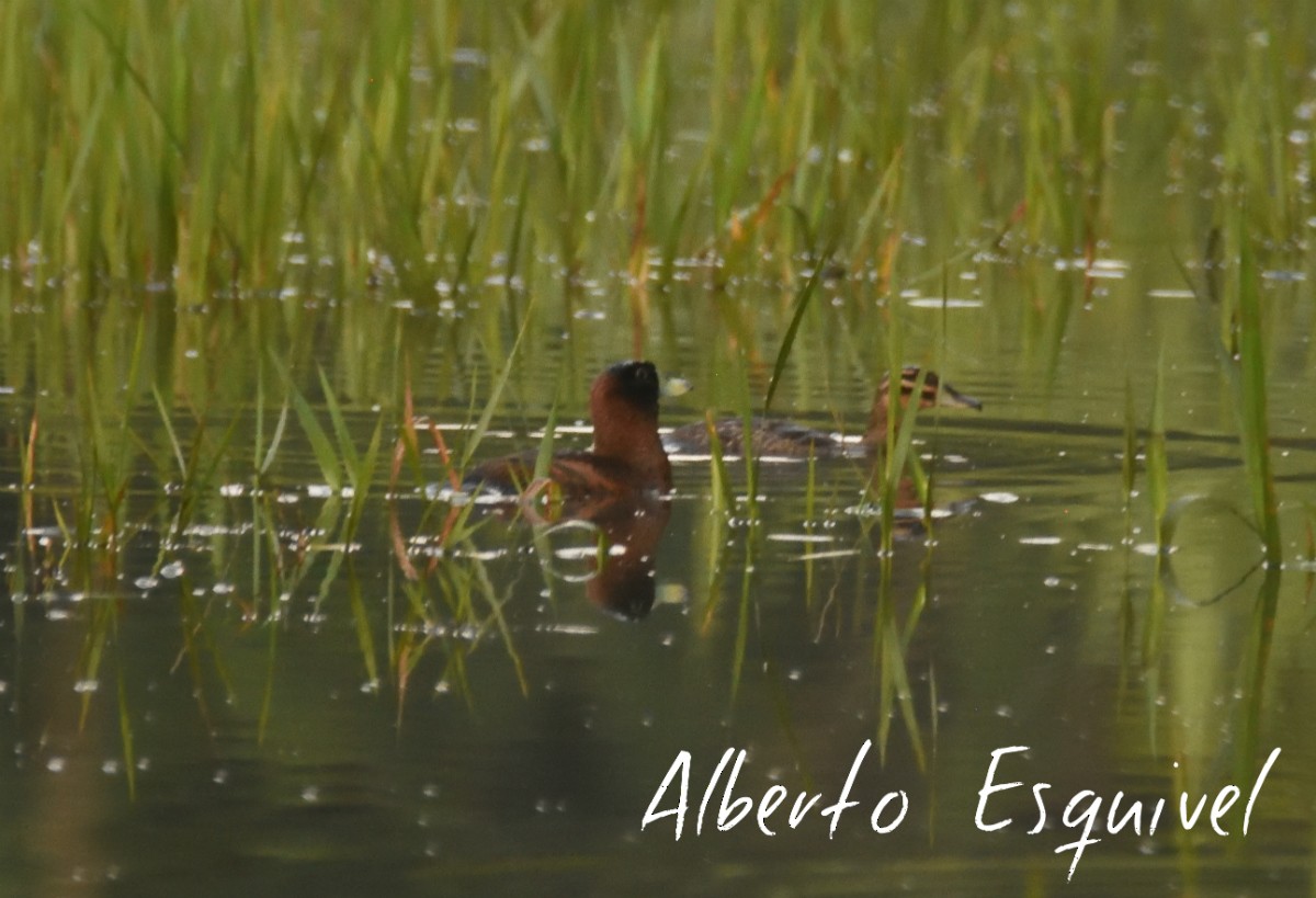 Masked Duck - Alberto Esquivel Wildlife PY