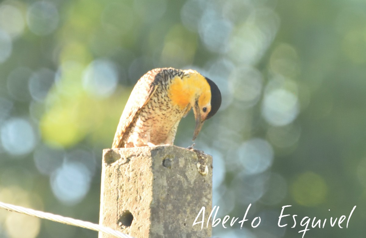 Campo Flicker - Alberto Esquivel Wildlife PY
