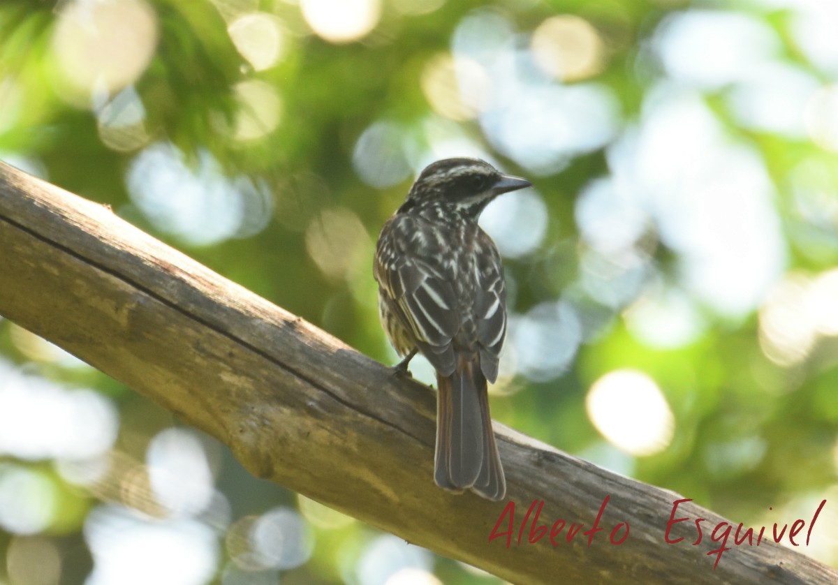 Streaked Flycatcher - Alberto Esquivel Wildlife PY