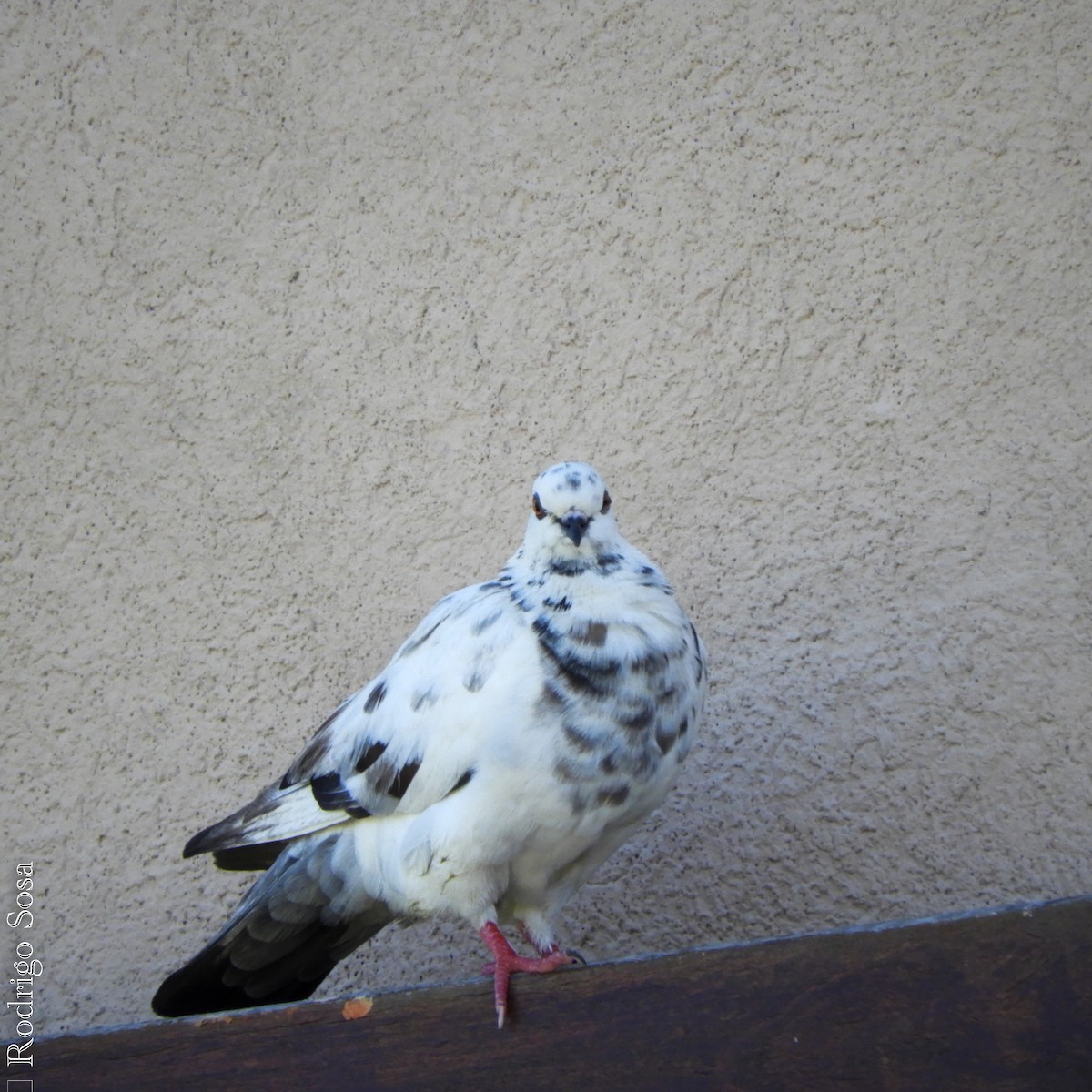 Rock Pigeon (Feral Pigeon) - ML74086321
