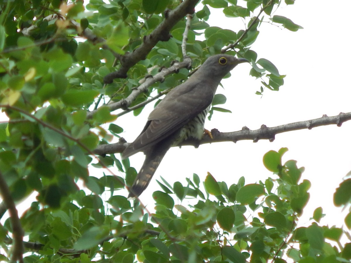 Indian Cuckoo - Sivakumar Ramasamy