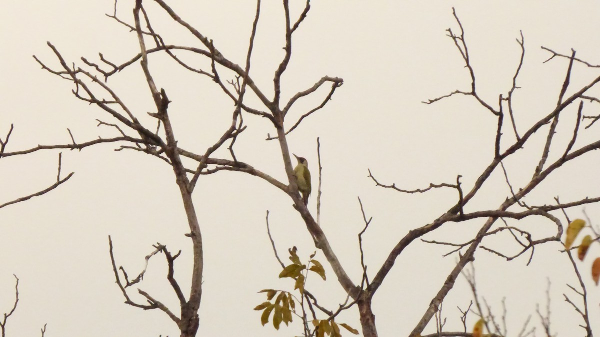 Eurasian Green Woodpecker - ML74089971