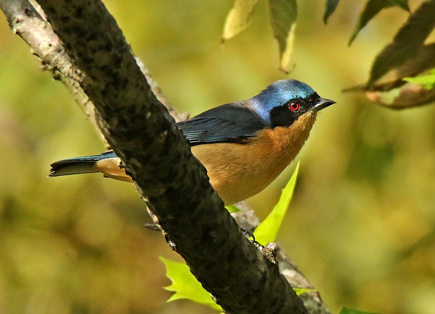 Fawn-breasted Tanager - Roger Ahlman