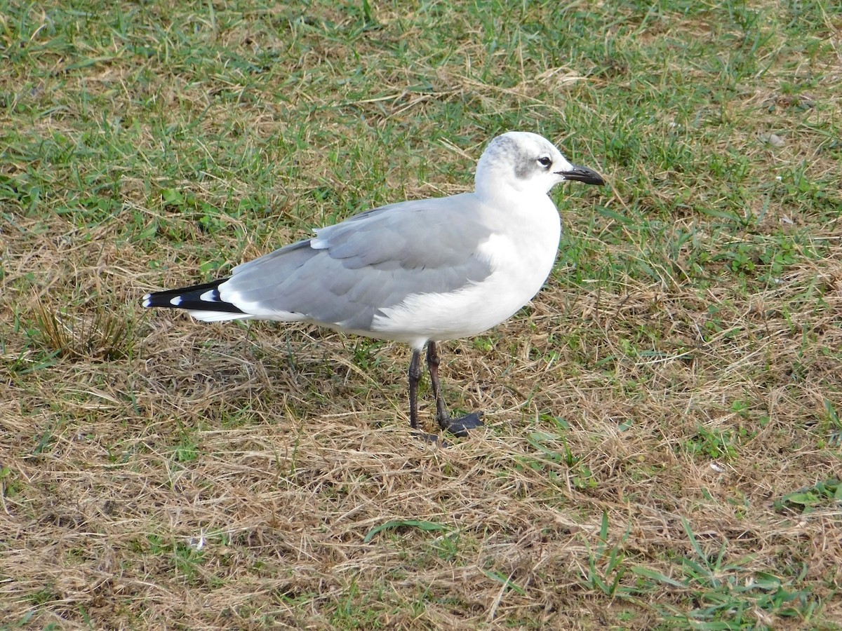 Laughing Gull - Luis Mendes