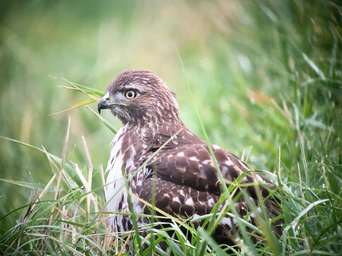 Red-tailed Hawk - Peyton Cook