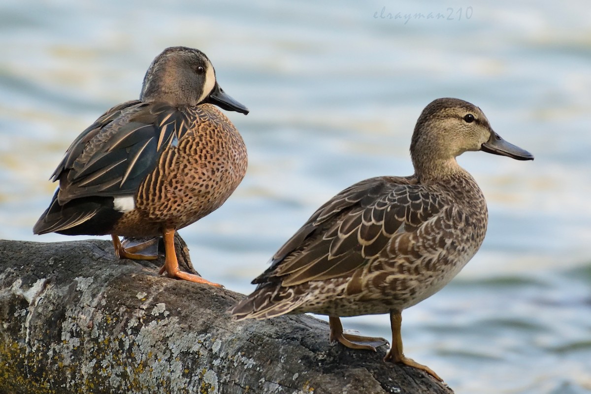 Blue-winged Teal - ML74095731