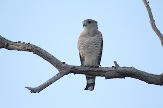  - Fasciated Snake-Eagle