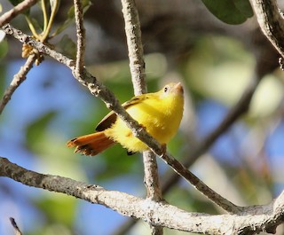  - Livingstone's Flycatcher