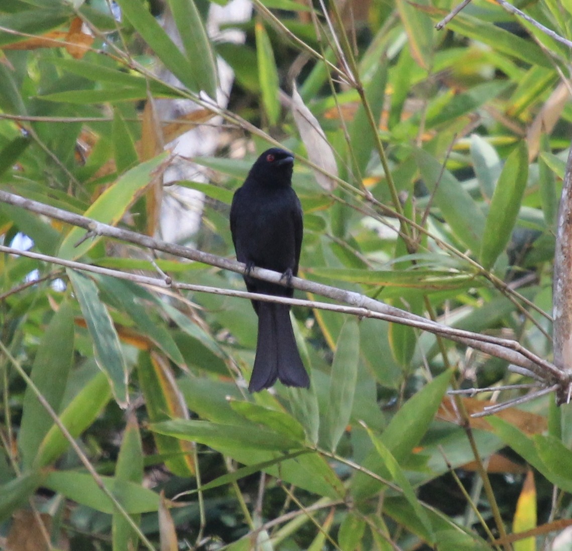 Square-tailed Drongo - ML74097301