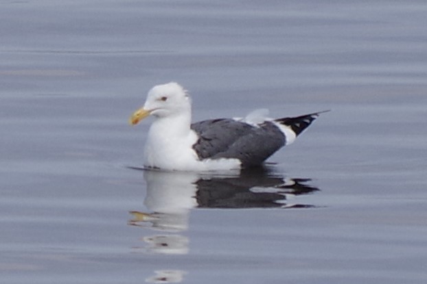 Yellow-footed Gull - ML74098791