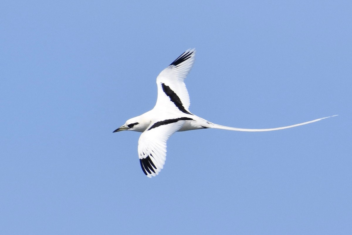 White-tailed Tropicbird - Ben Anderson