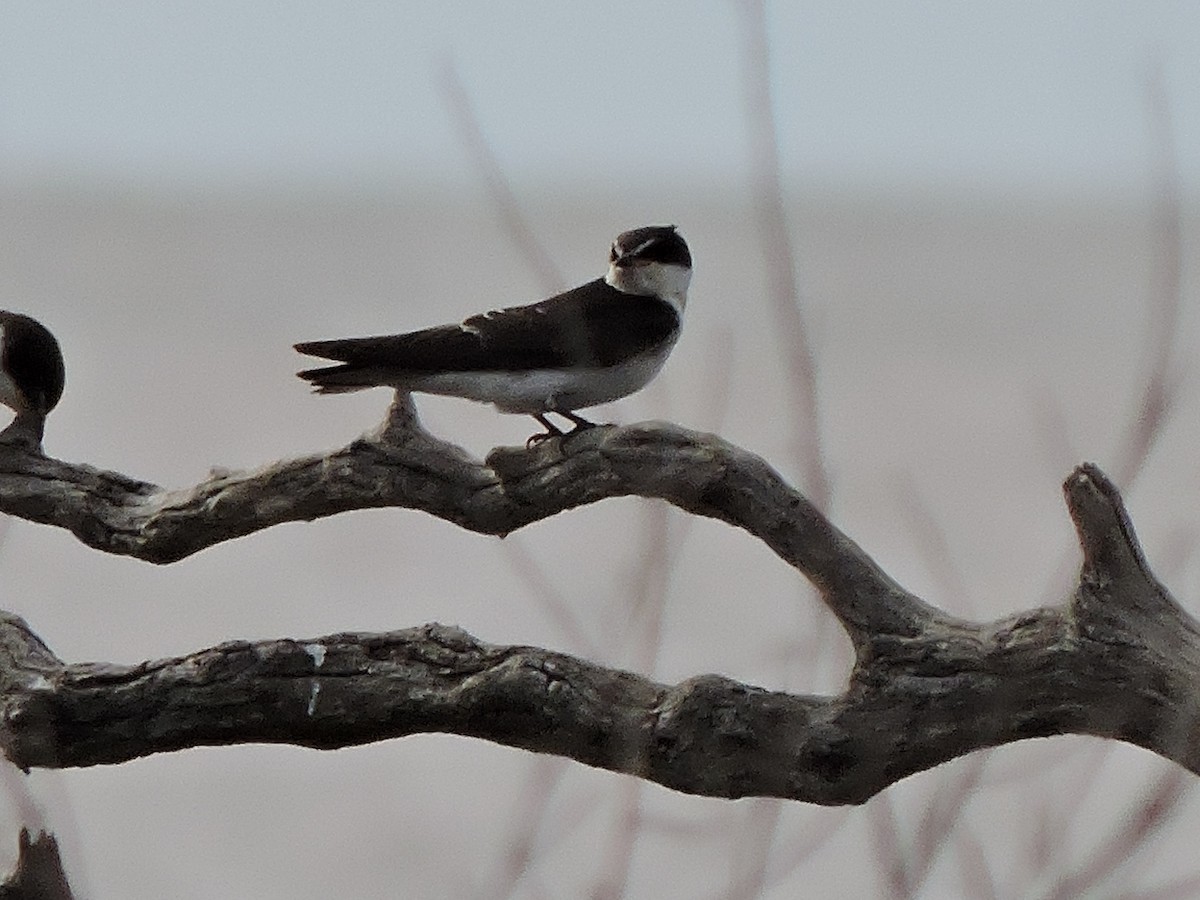 White-rumped Swallow - samuel olivieri bornand