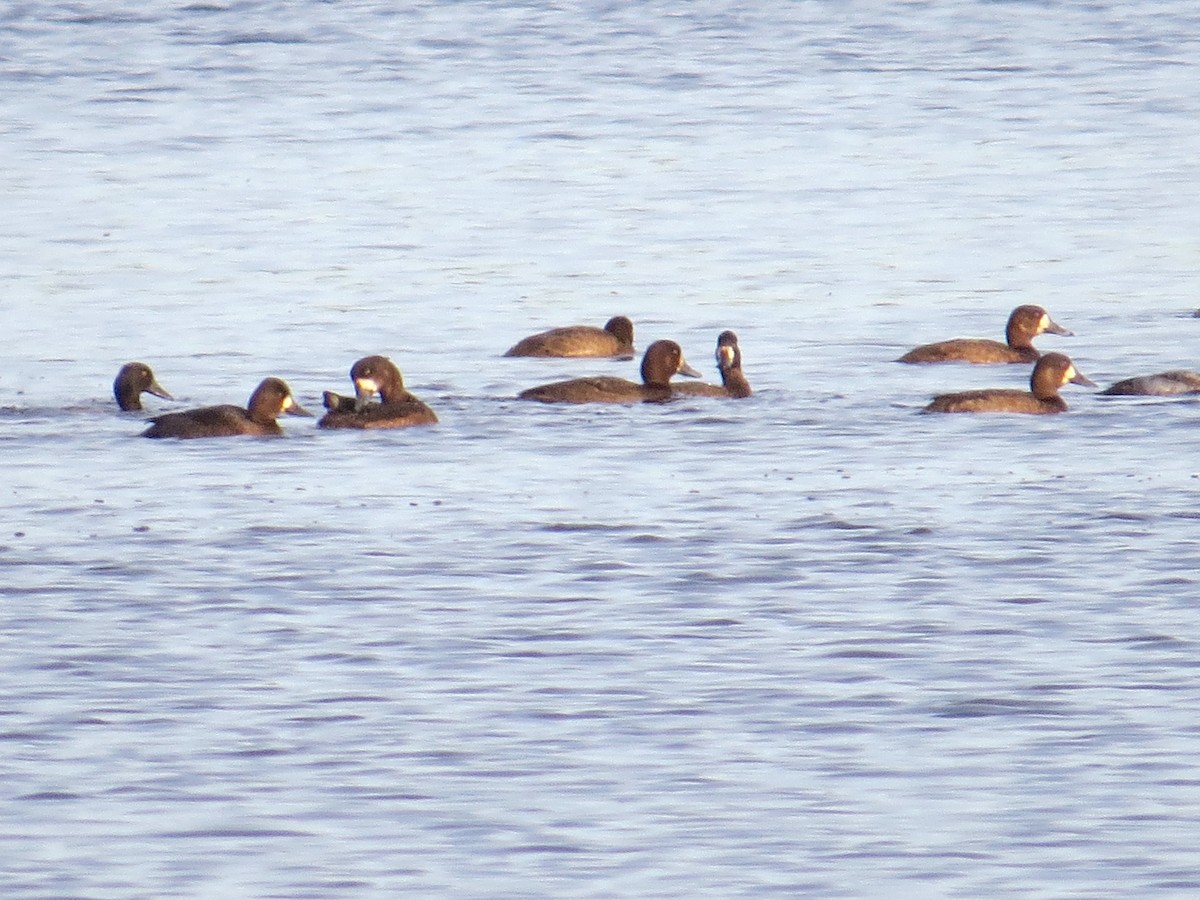 Greater Scaup - ML74102271