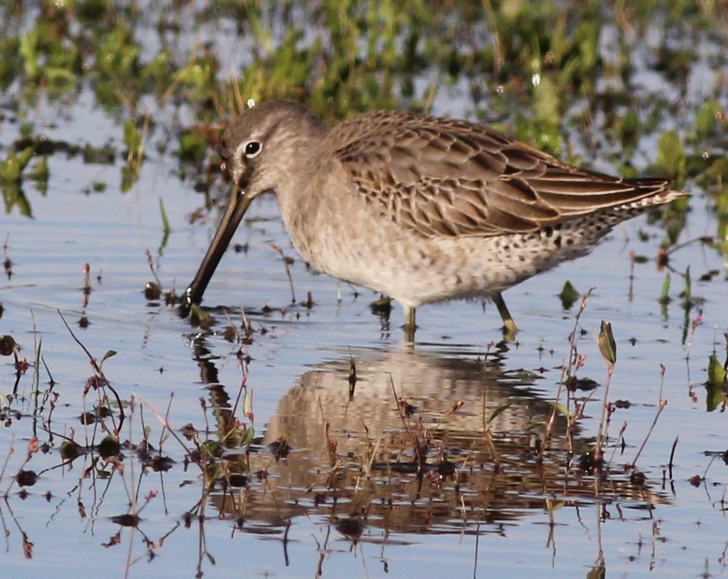 Long-billed Dowitcher - ML74106311