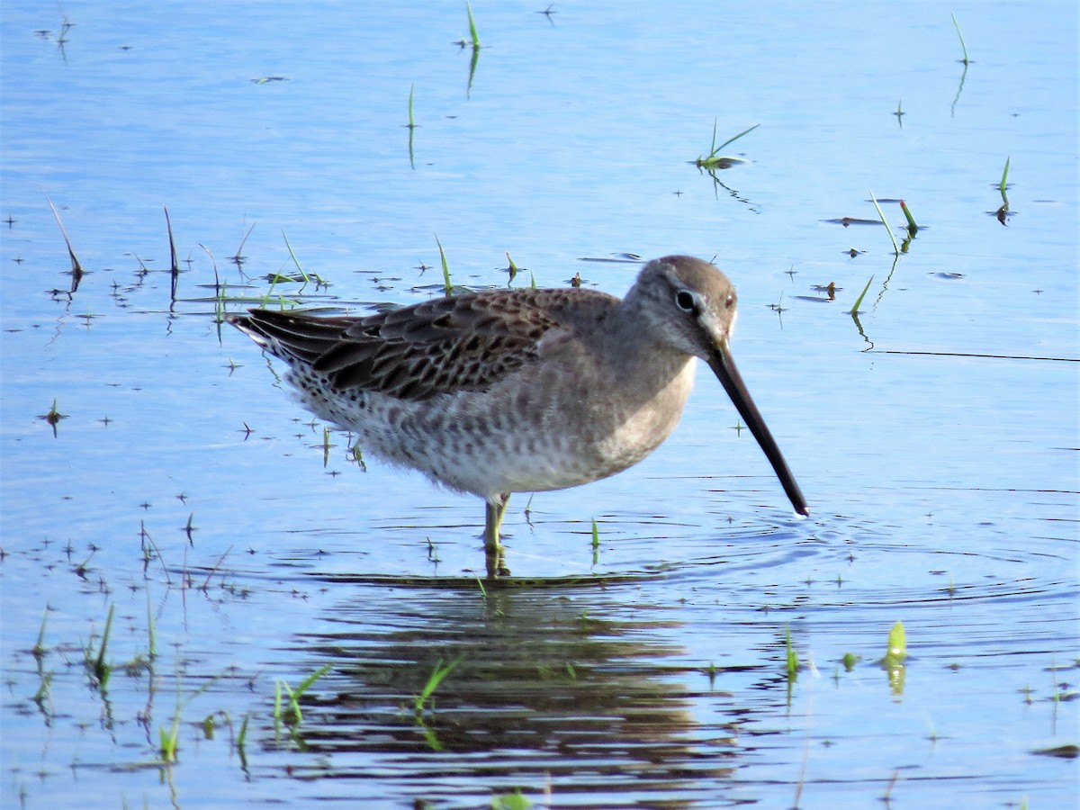 Long-billed Dowitcher - ML74107711