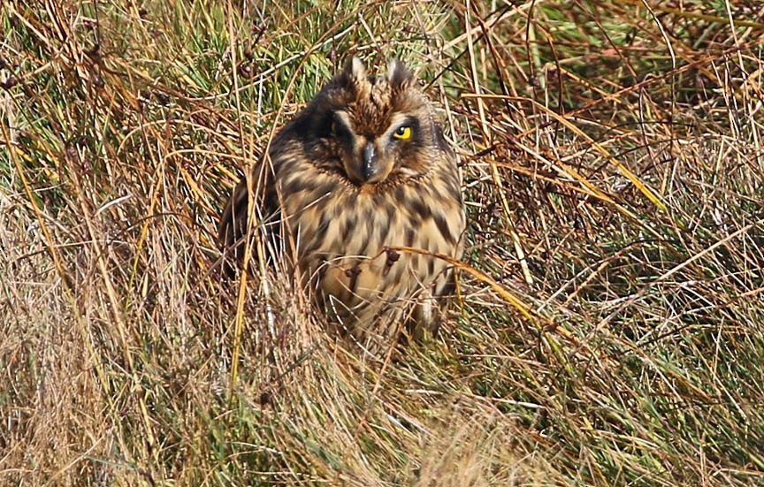 Short-eared Owl - ML74109691