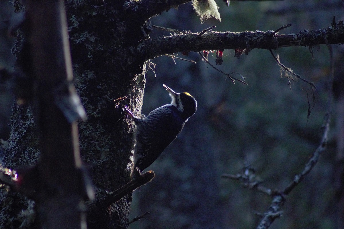 Black-backed Woodpecker - ML74111941