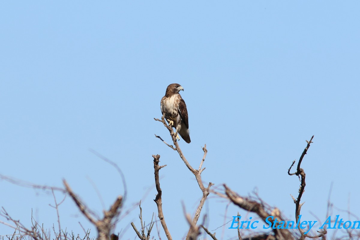 Red-tailed Hawk - Eric alton