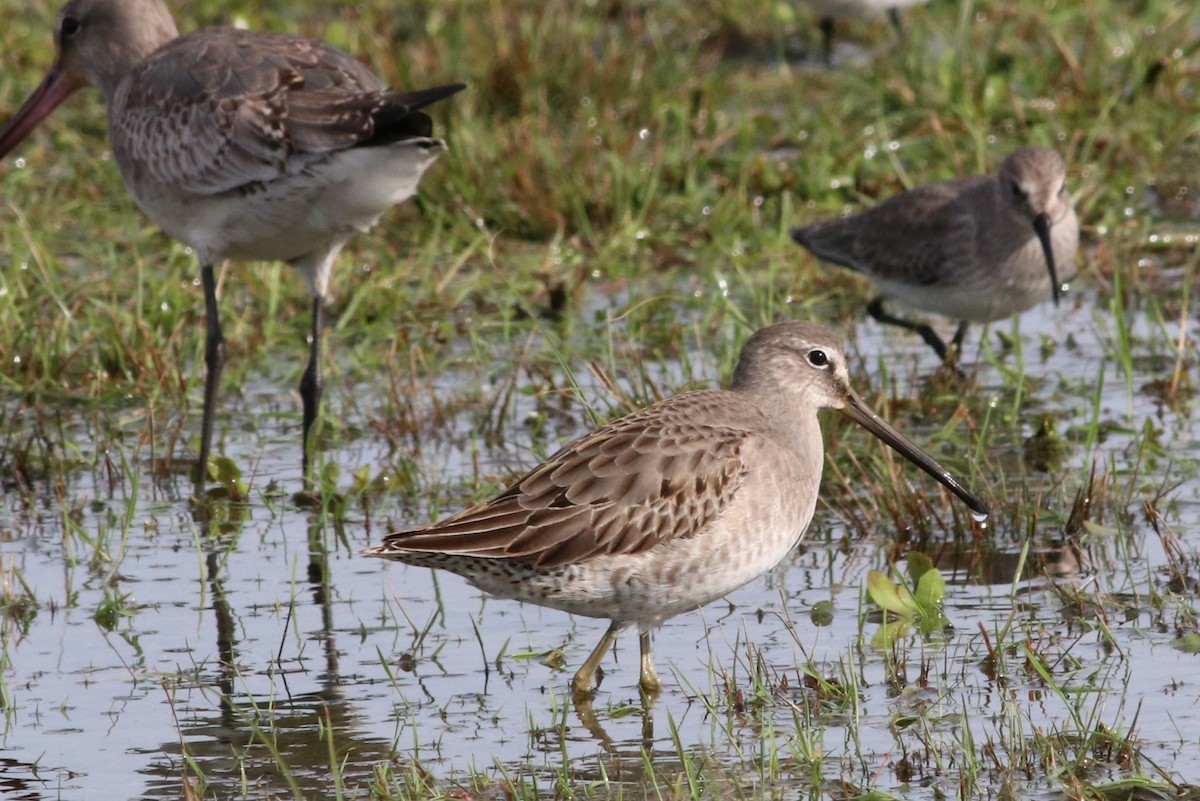 Long-billed Dowitcher - ML74120571