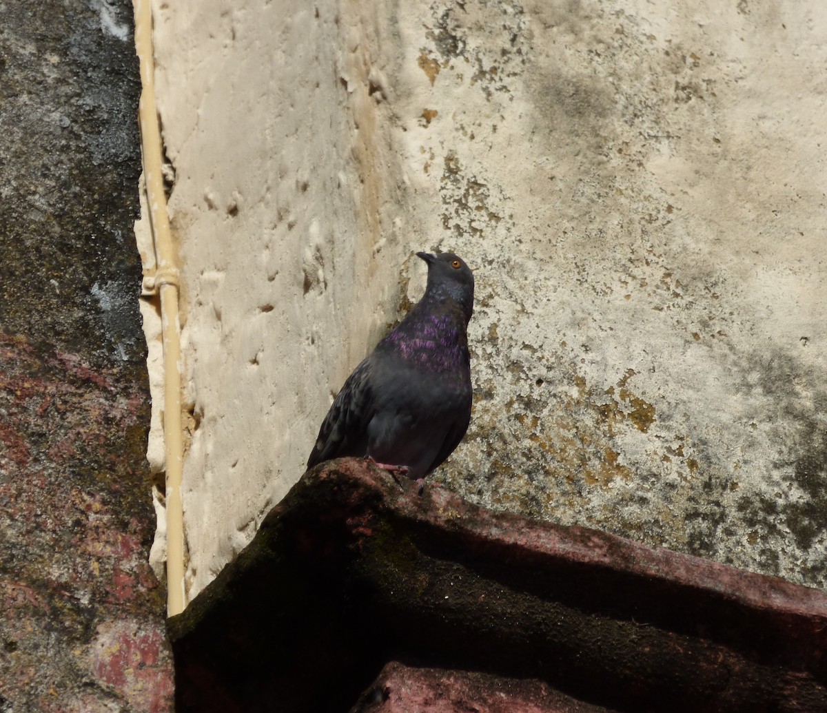 Rock Pigeon (Feral Pigeon) - Eduardo Carranza