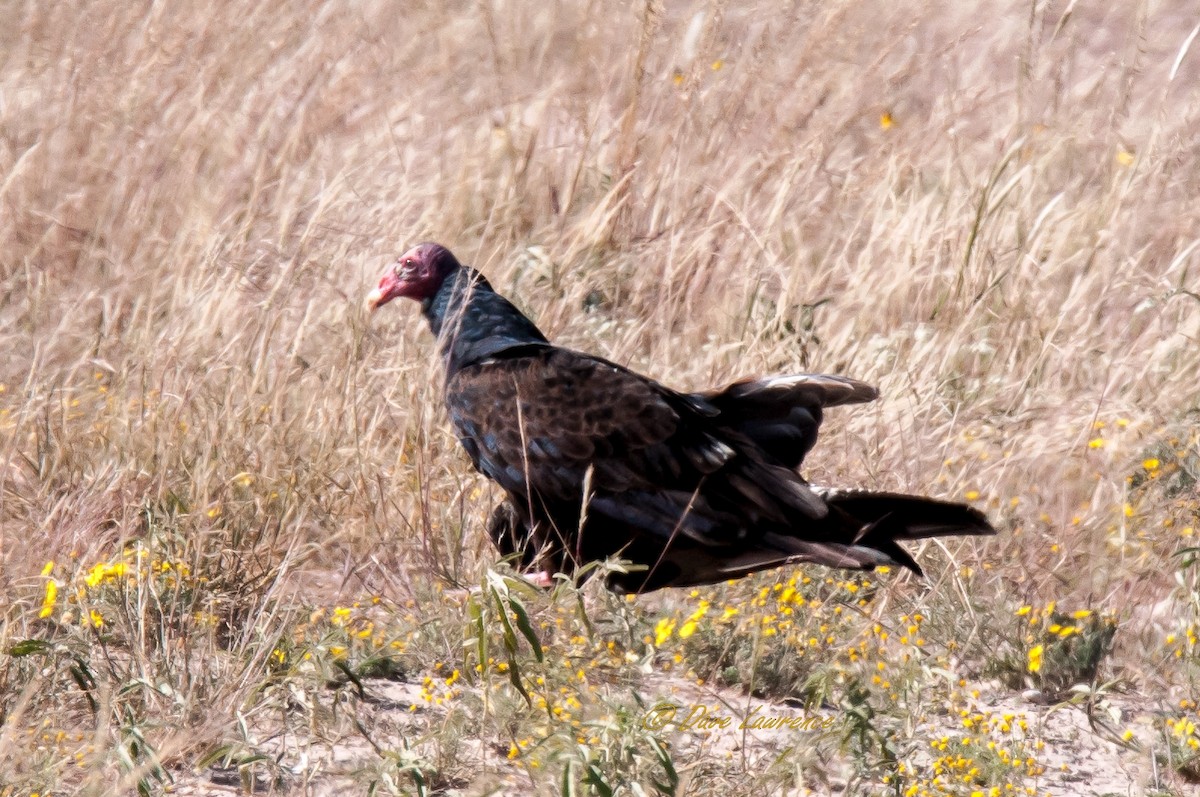Turkey Vulture - ML74120961