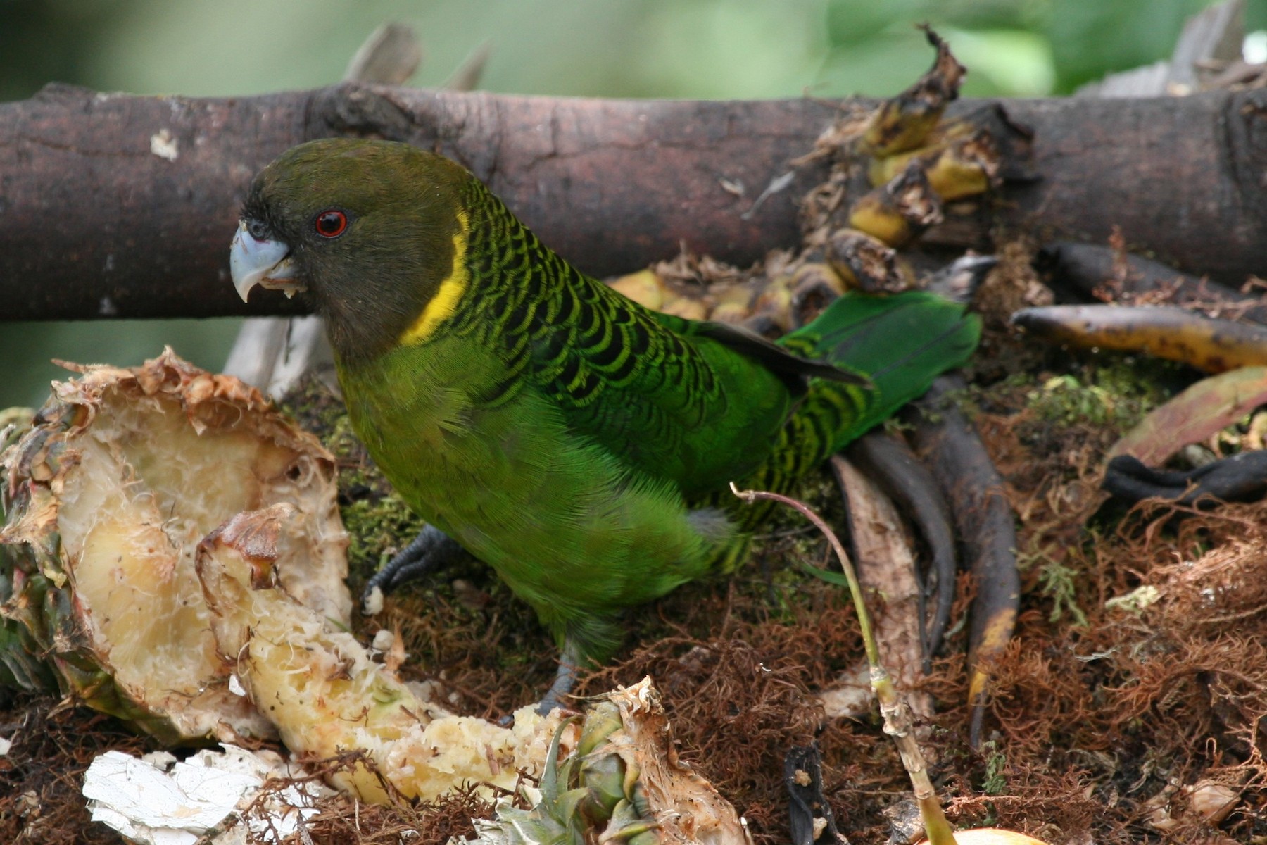 Tiger parrot