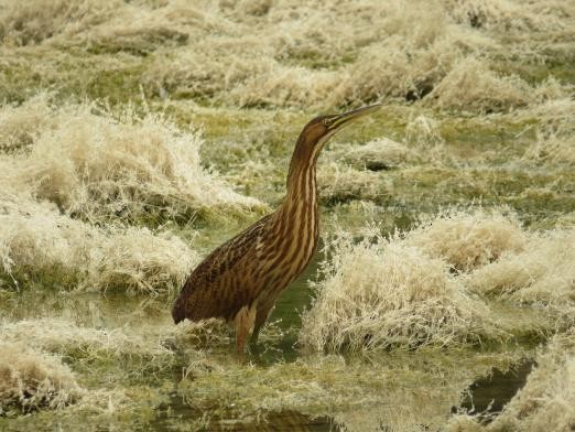 American Bittern - The Rowes